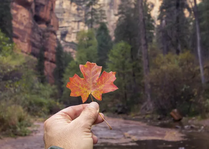 Grand Canyon Getaway Near Snowbowl Flagstaff Sedona Family-friendly Sleeps 14 Сasa de vacaciones Bellemont